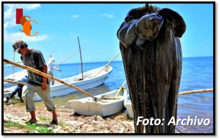 Pescadores de Campeche recriminaron a las autoridades por permitir la depredación de pulpo