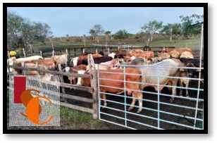 Nueva alerta sanitaria en Atasta; casos de rabia bovina. 