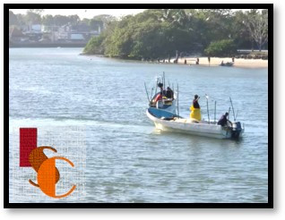 En Champotón, denuncian depredación del pulpo maya.