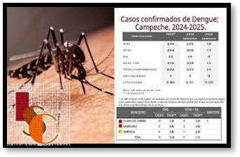 Salud Federal confirma seis nuevos casos de dengue en Campeche. 