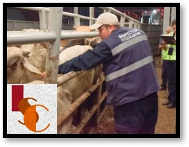 En Campeche, se registran 557 casos de gusano barrenador.