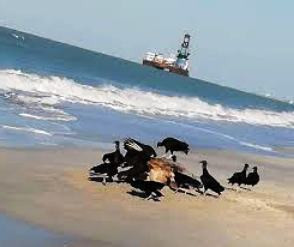 Urge endurecer la normatividad y fortalecer la educación al ecosistema marino: Zapata Barrientos