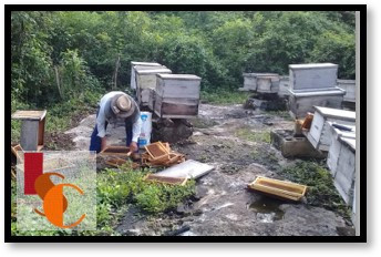 Apicultores preparan colmenas y esperan buena cosecha de miel tras lluvias.