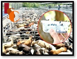 Exigen moscas estériles ante el avance del gusano barrenador.