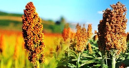 Falta de lluvia ocasionó pérdidas a productores de Hopelchén