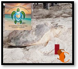 En Champotón, derrame de crudo impacta a la tortuga carey; reportan baja histórica de nidos en 2026.